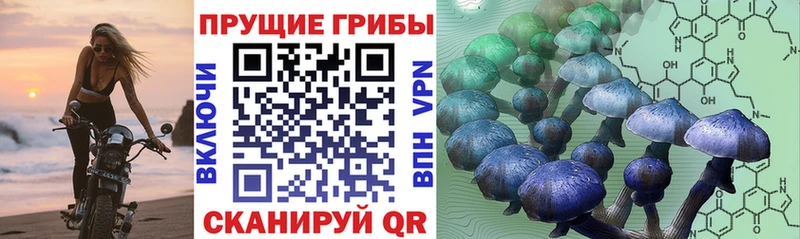 Псилоцибиновые грибы Cubensis  Купить закладки  Белоярский 